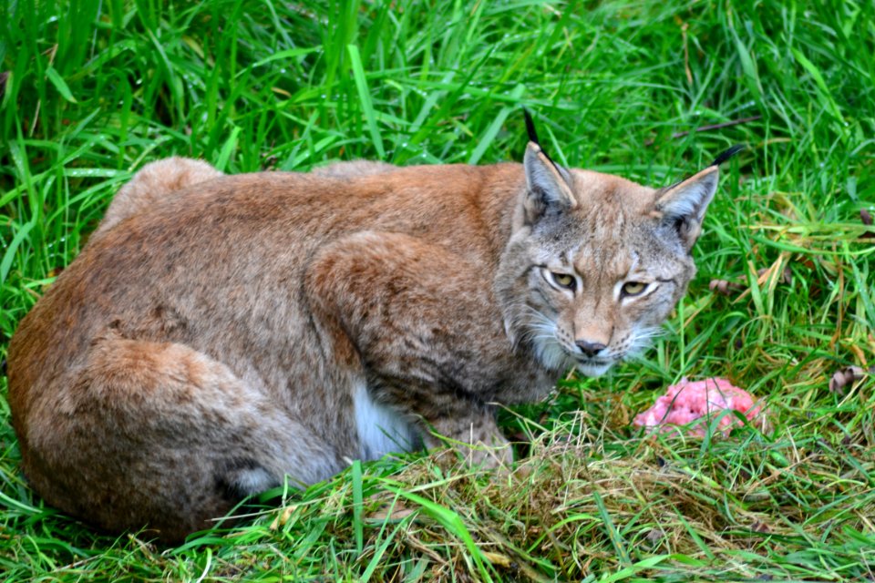 Brown Bobcat On Green Grass