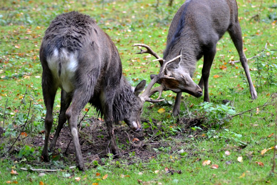 2 Reindeer On Grass Field