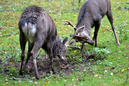 2 Reindeer On Grass Field photo