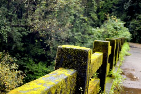 Concrete Fence With Green Moss Near Green Tree photo