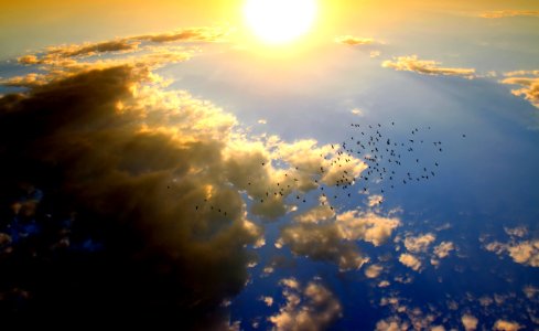 Birds Flying In The Sky During Daytime photo