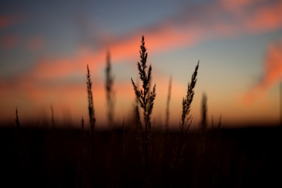 Silhouette Of Plant During Golden Time