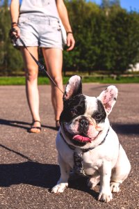 Woman Walking On The Street With Her Black And White Bulldog photo