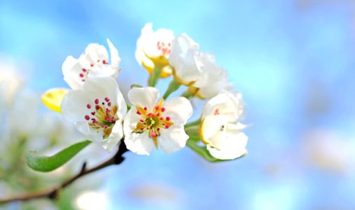 Closeup Photo Of White Petaled Flowers Red And Yellow Stigma
