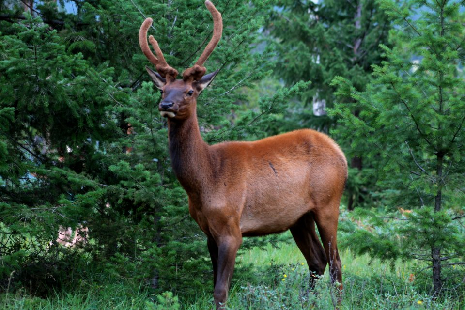 Brown Deer On Green Grass Field During Daytime photo