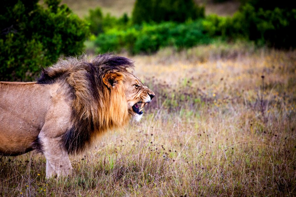 Brown And Black Lion On Brown Grass Field