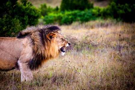 Brown And Black Lion On Brown Grass Field photo