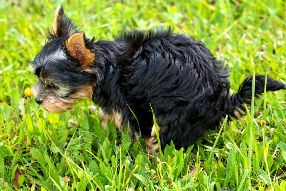 Black And Tan Yorkshire Terrier On Top Of Green Grass Field photo