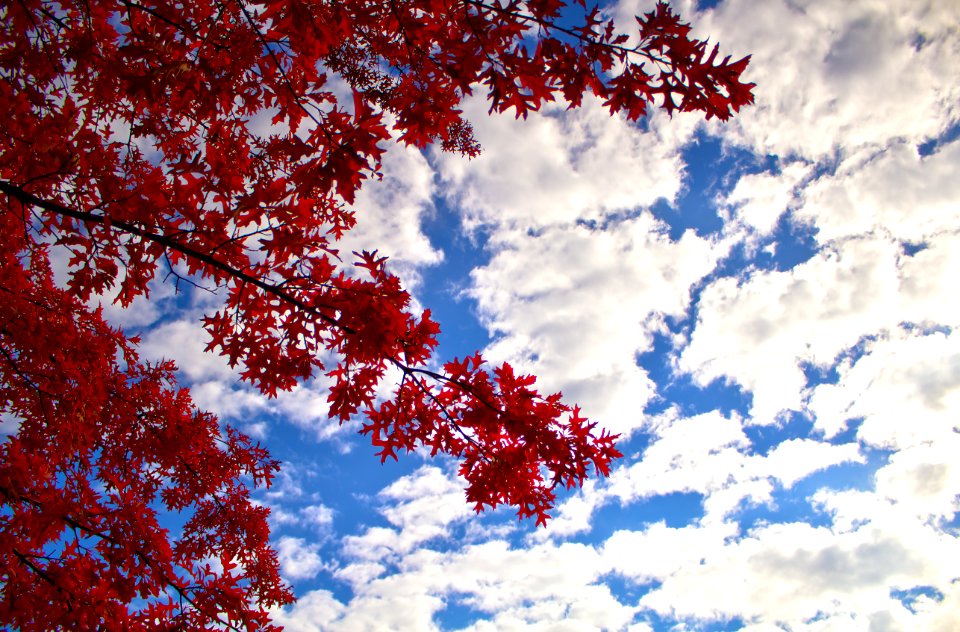 Low Angle Photography Of Red Leaf Tree Under Cloudy Blue Sky During Daytime photo