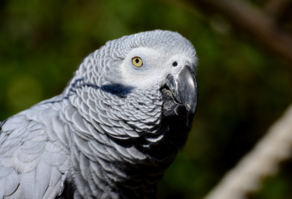 Close Up Photography Of Gray Bird During Daytime