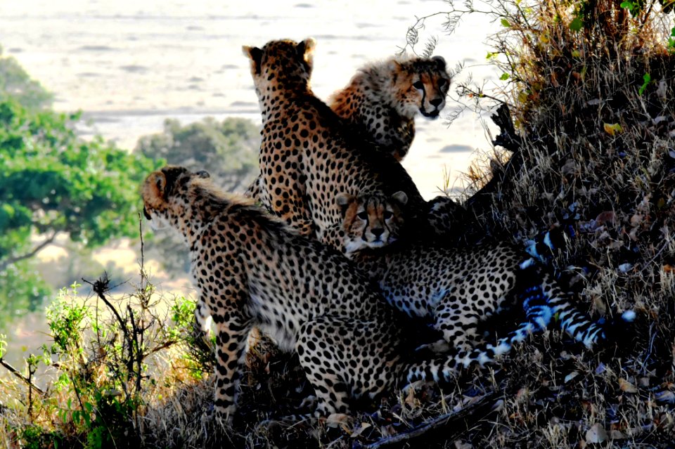 4 Cheetahs Sitting And Lying During Daytine