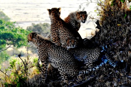4 Cheetahs Sitting And Lying During Daytine photo