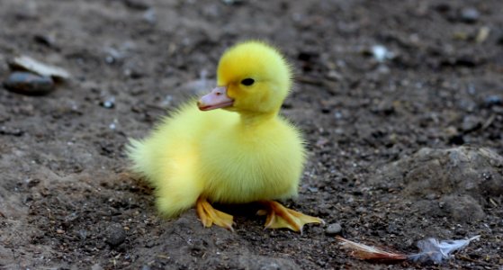 Yellow Duckling On Gray Sand