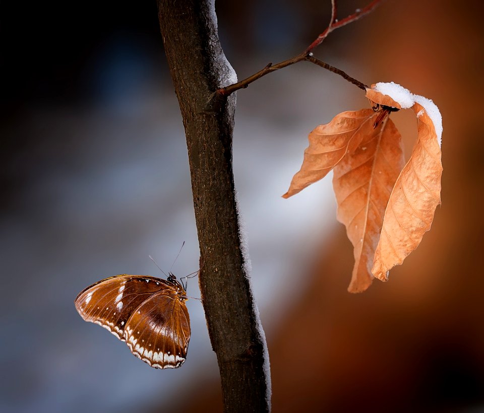 Close Up Photo Of Brown And White Butterfly On Wood Branch photo