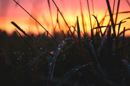 Grass With Water Drops During Sunset