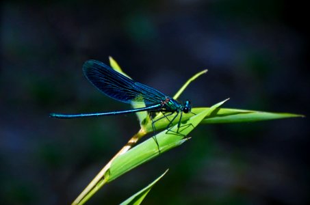 Teal Dragonfly On A Green Leafed Plant During Daytime