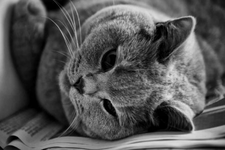 Cat In Greyscale Photo photo