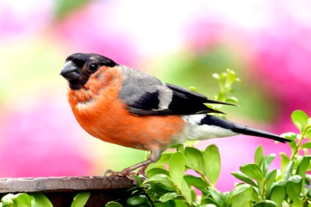 Orange And Grey Black Small Bick Bird photo