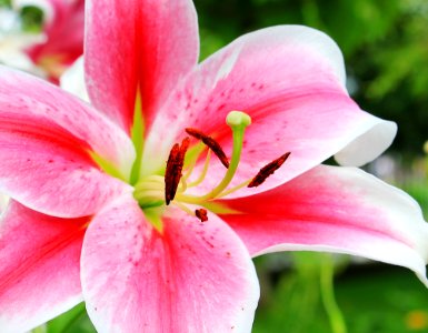 Pink And White Petaled Flower