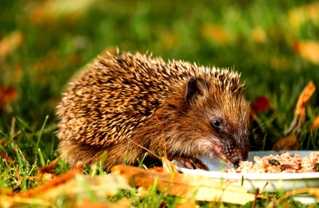 Brown Hedgehog Eating On Green Grass photo