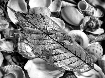 Greyscale Photography Of Seashell With Leaf photo