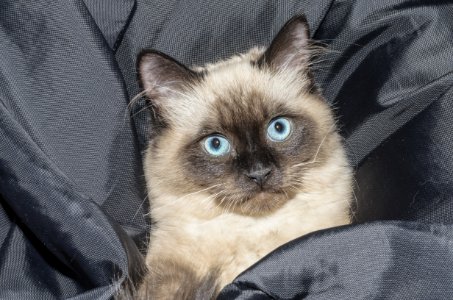Siamese Cat