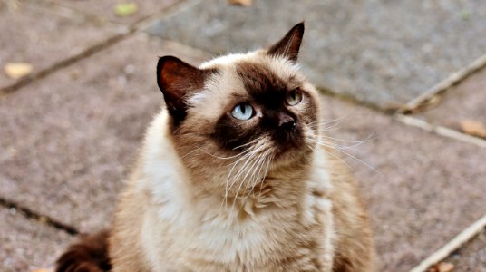 Brown Long Coated Cat