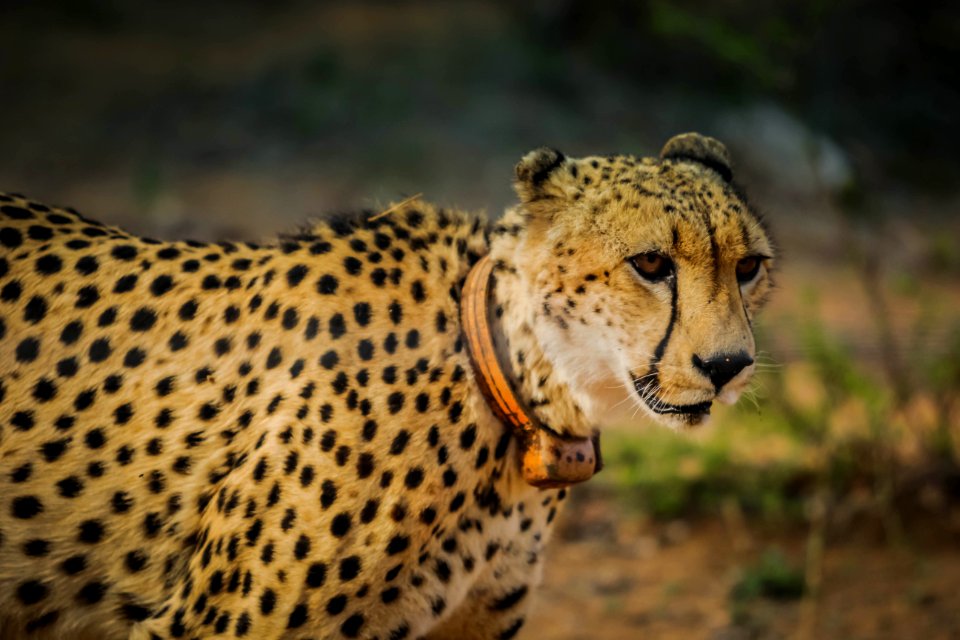 Standing African Cheetah