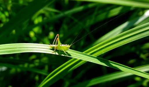 Green Grasshopper Perching On The Green Leaf Plant