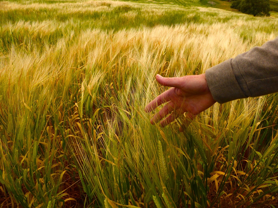 Harvest organic agricultural