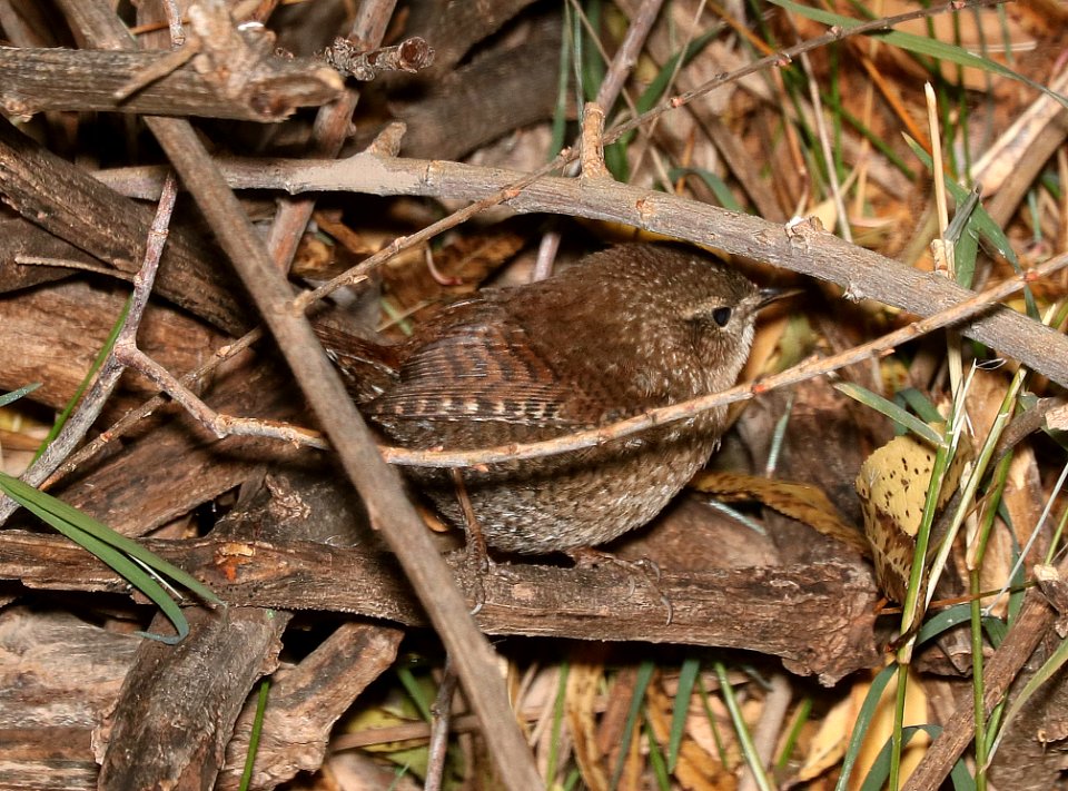 694- WINTER WREN (12-17-2016) Patagonia Lake Santa Cruz Co Az -02
