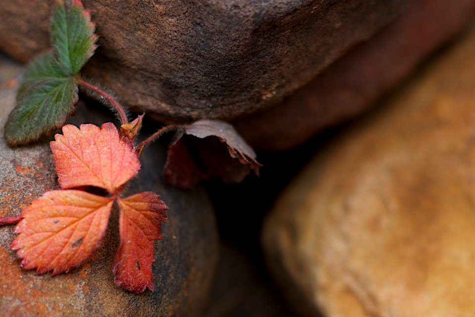 Colorful Strawberry Leaves