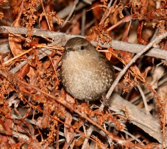 694- WINTER WREN (12-17-2016) Patagonia Lake Santa Cruz Co Az -01