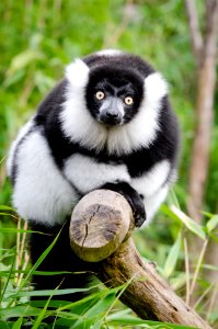 Lemur photo