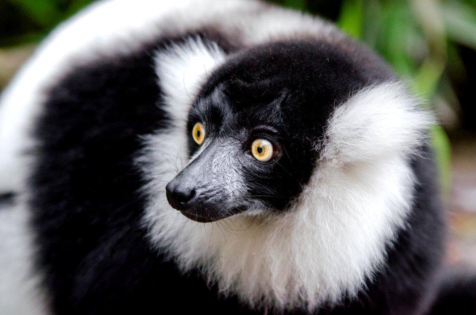 Lemur photo