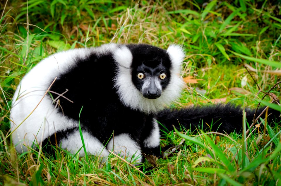 Lemur photo