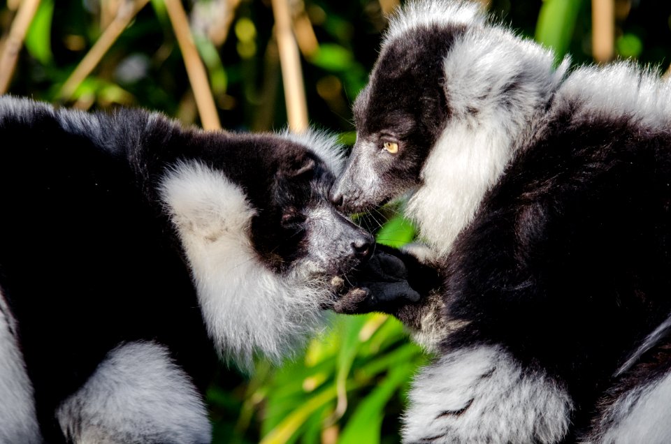 Lemur photo