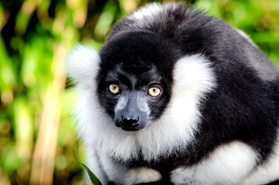 Lemur photo