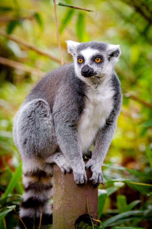 Lemur photo