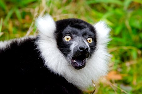 Lemur photo