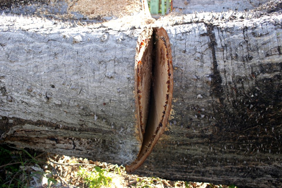Tree Trunk With Saw Cut