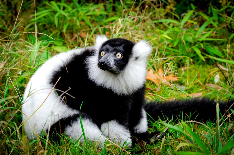 Lemur photo