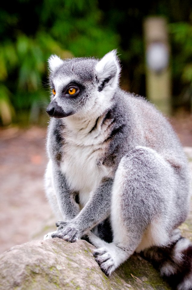 Lemur photo