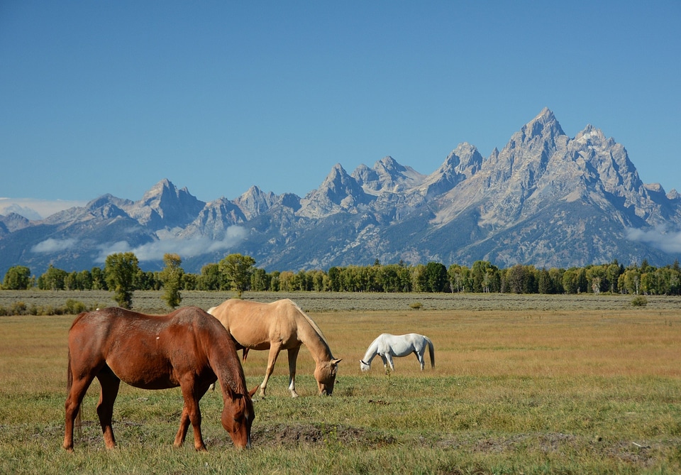 Wyoming mountain grassland