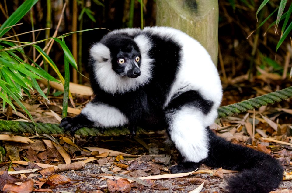 Lemur photo