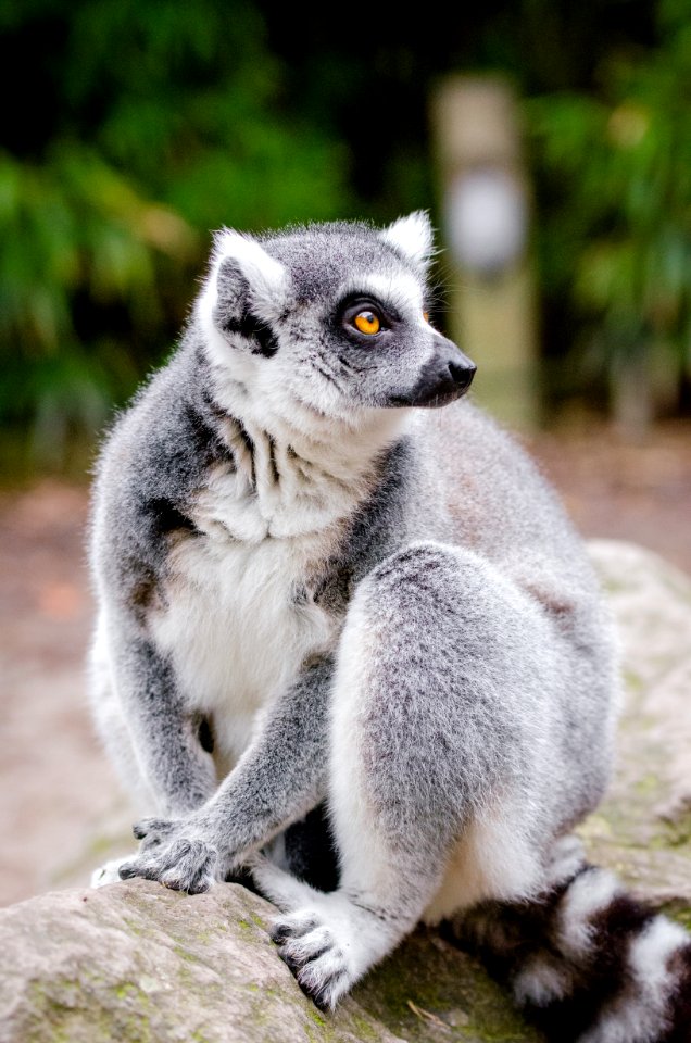 Lemur photo