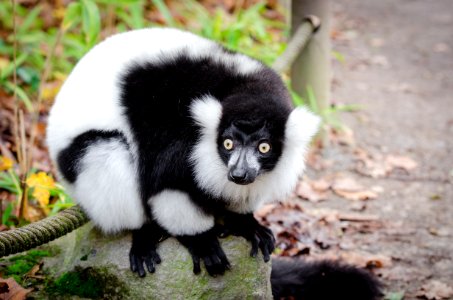 Lemur