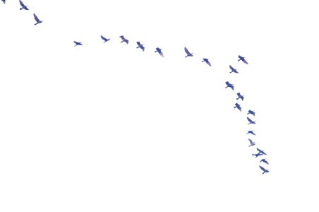 Bird Font Animal Migration Bird Migration