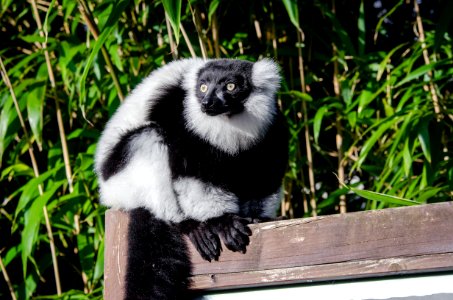Lemur photo