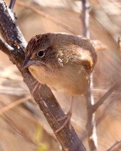 867 - BOTTERIS SPARROW (12-17-2016) Lake Patagonia Ranch Estates Santa Cruz Co Az -03